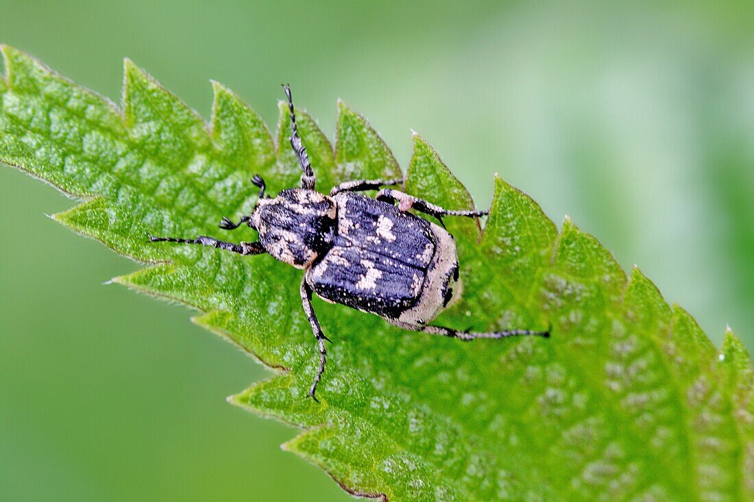 Valgus hemipterusm nale on young nettle leaf Dark beetle with distinctive white lunule markings Females have a noticeable telson Beetles are active from may to June on flowers larvae feed on dead wood of birch Native to Central Europe, but invasive t