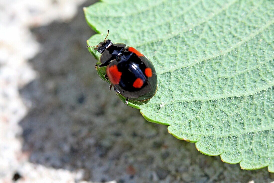 Two-spot Ladybird Beetle, Adalia bipunctata v sexpustulata, Black variant of Two-spotted ladybird esily confused with the black variant of harmonia axyridis No white cheek patch Front red shoulder patch is square rather than luna shape Black legs Two-