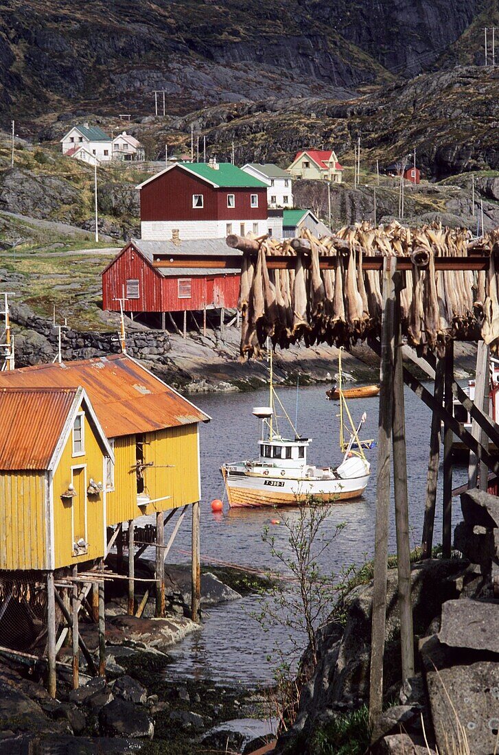 Norway, Lofoten Islands, Moskenes, Drying stockfish