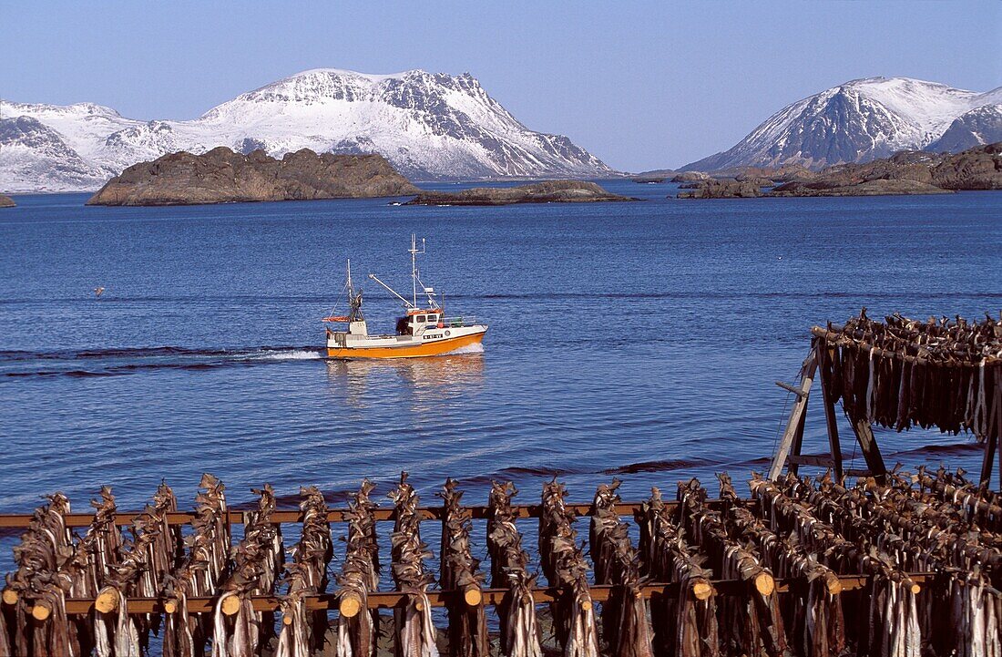 Norway, Nordland, Lofoten Islands, Henningsvaer, Drying Stockfish