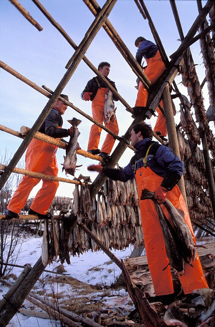 Norway, Nordland, Lofoten Islands, Henningsvaer, Fishermen hanging the Stockfish for drying