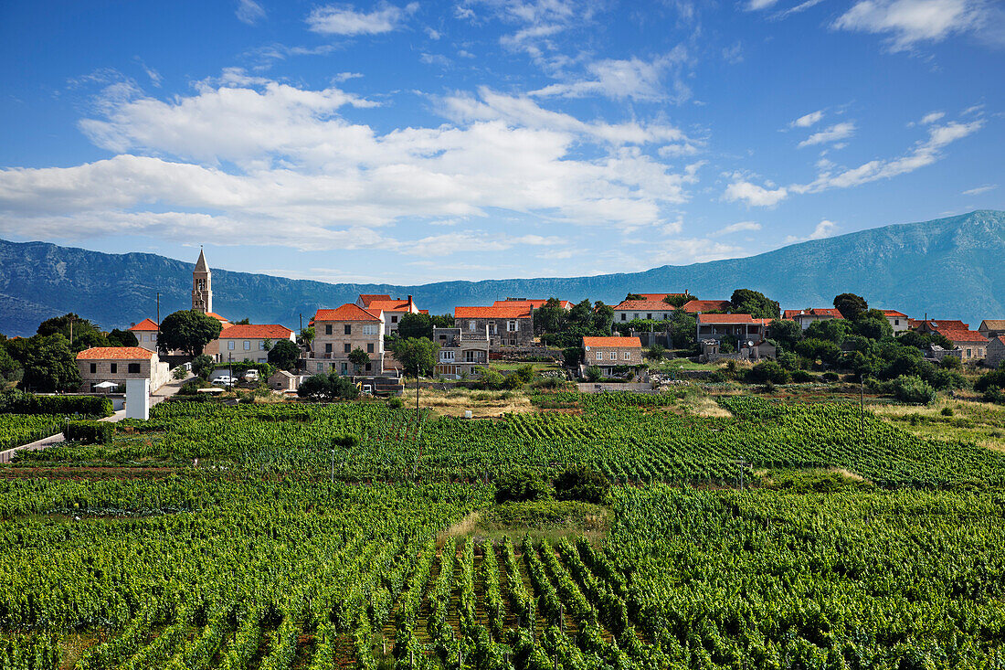 Vineyard, Lumbarda, Korcula, Dubrovnik-Neretva County, Dalmatia, Croatia