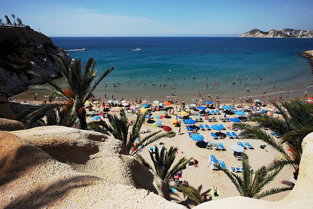 Palm beach with a sea view, Beach life, Costa Blanca, Benidorm, Province Alicante, Spain