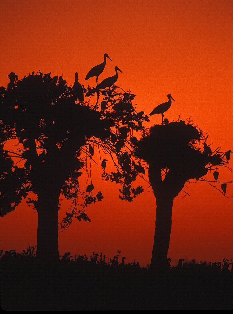 Colony of White storkCiconia ciconia and Cattle egretBubulcus ibis Caceres Extremadura Spain