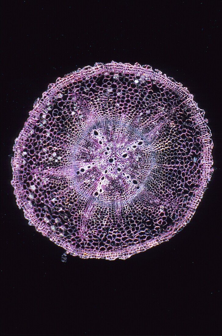 Section through root of sorrel Dicotyledonae plant