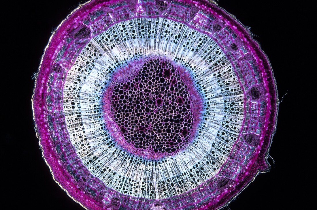 Xylem 9x