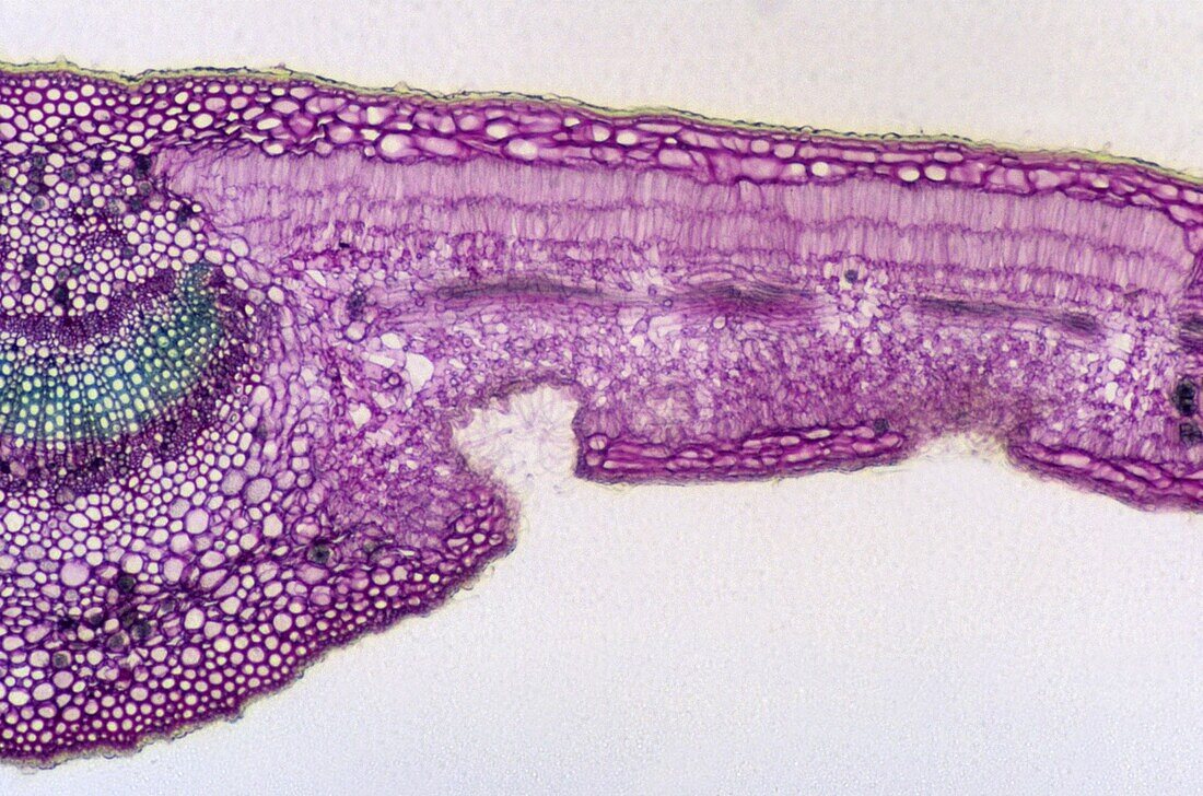 Stoma Leaf of oleander 24x