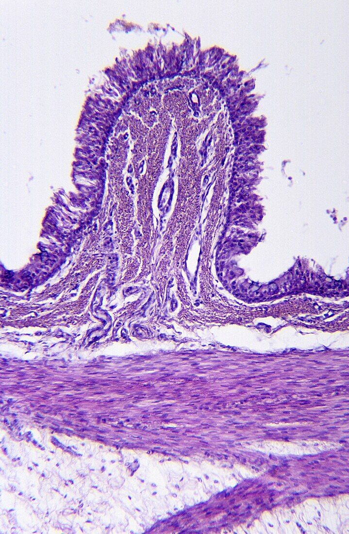 Cilia ephitelial tissue