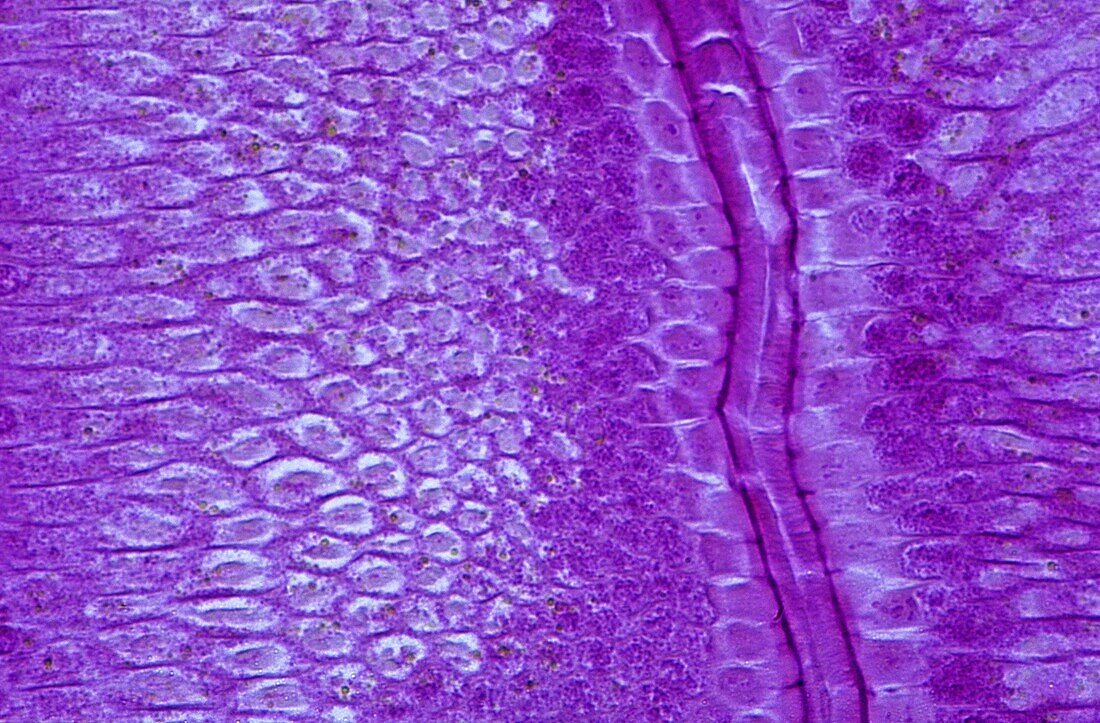 Epithelial cells of intestine of Ascaris 140x