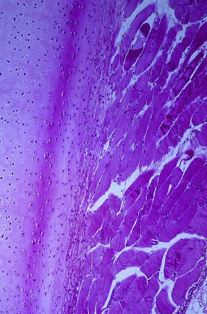 Connective tissue 35x