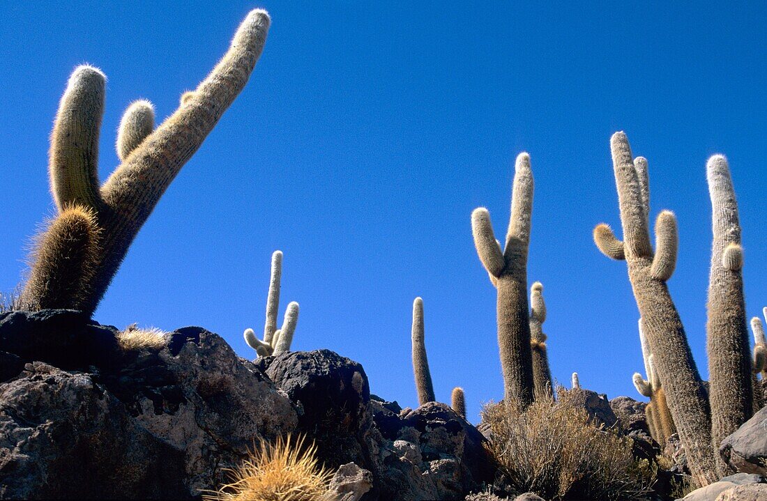 Columnar cacti Isla Pescado Salar de Uyuni Potosi departament Bolivia