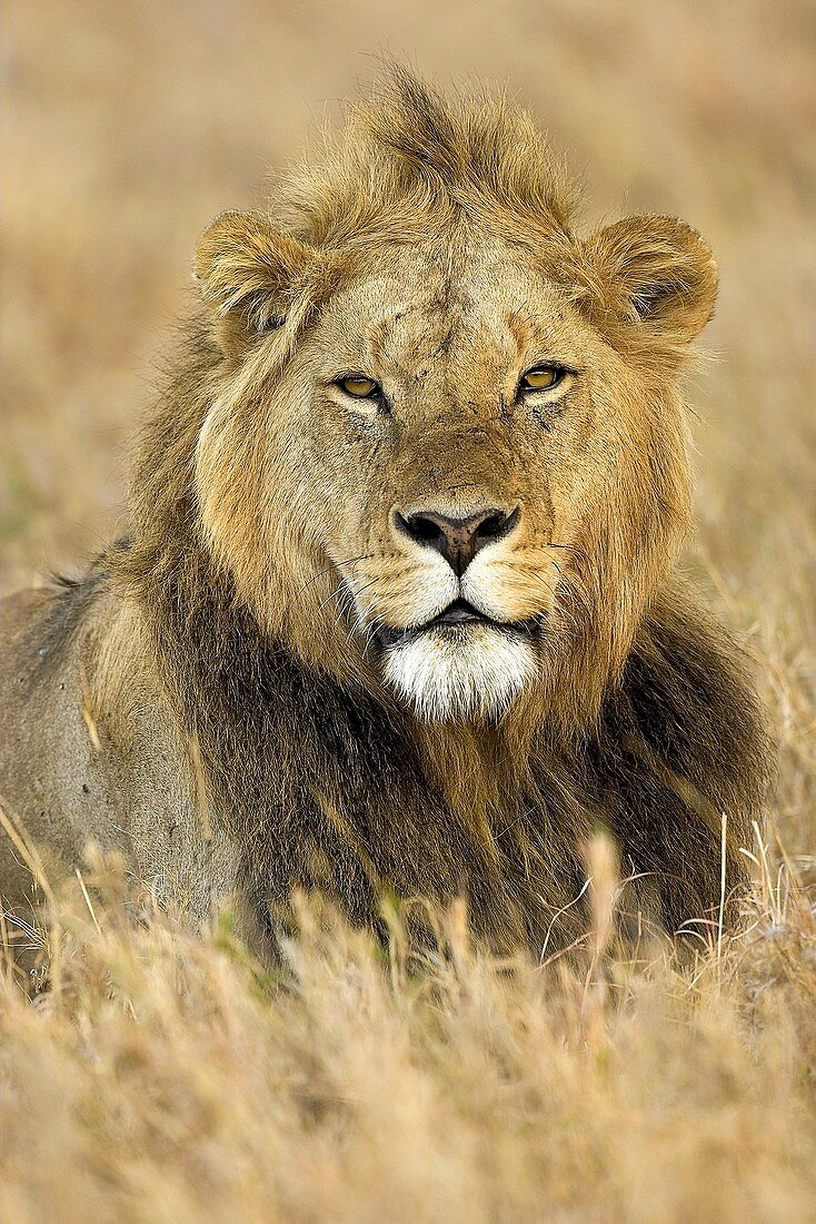 Panthera leo African lion Serengeti National Park Tanzania Africa