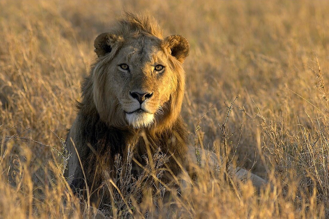 Panthera leo African lion Serengeti National Park Tanzania Africa