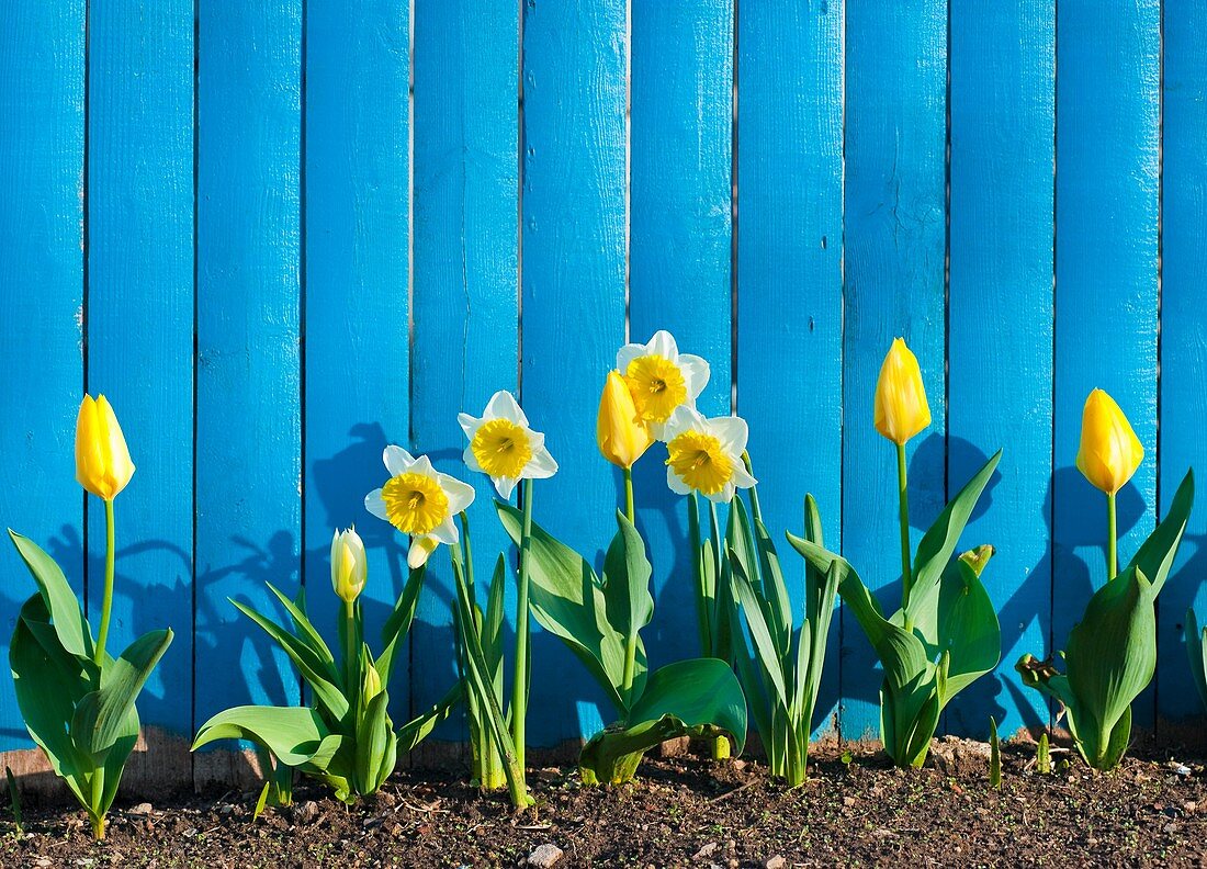 Flowers in front of blue fence