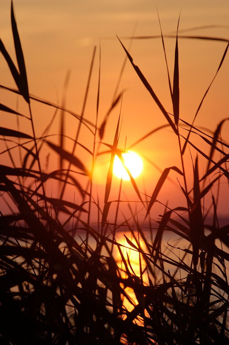Marsh Grasses at sunset, Chesapeake Bay