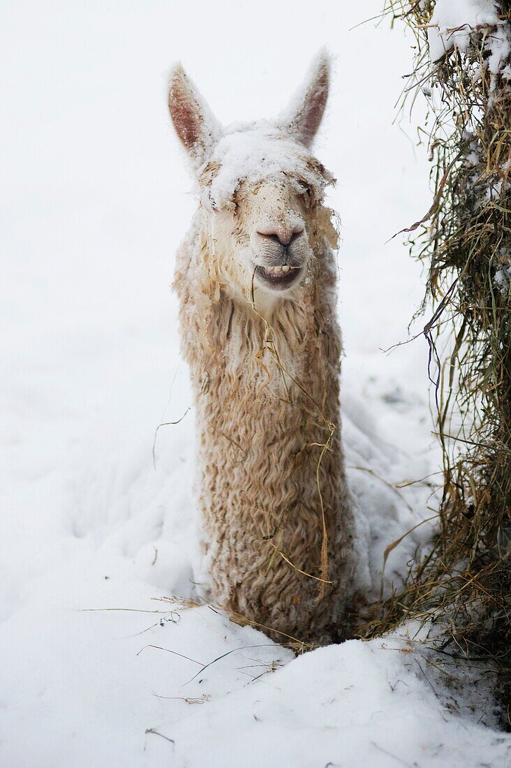 Alpaca in snowstorm