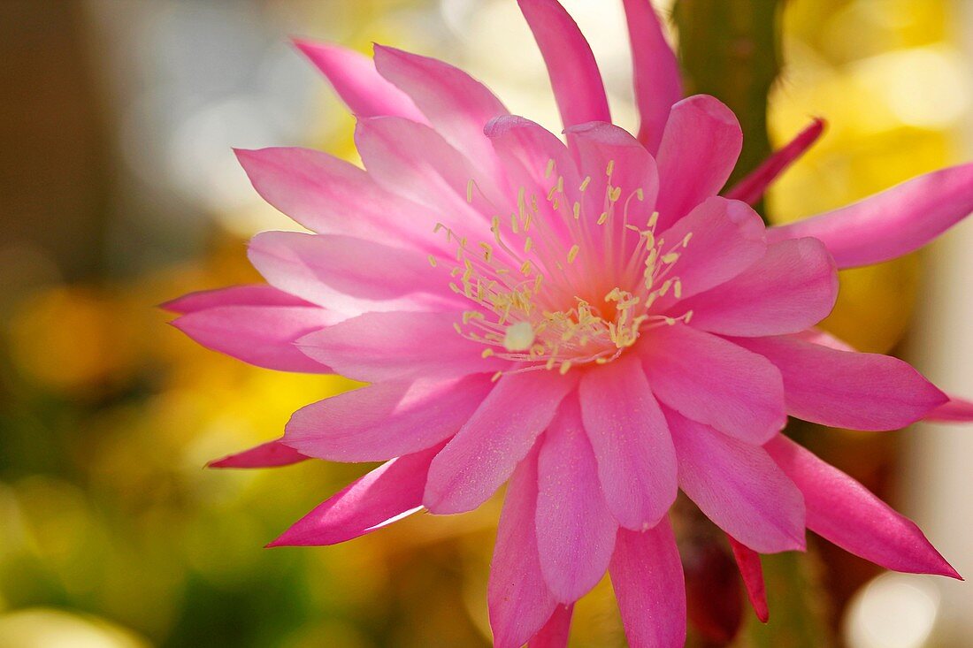 Cactus flower (Aporophyllum sp.)