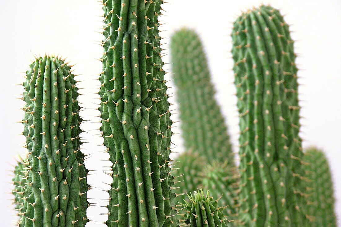 Hoodia gordonii