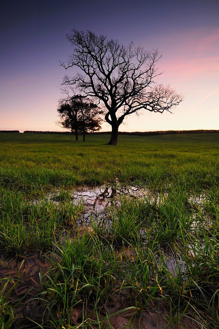 Trees in waterlogged farmland at dusk in Somerset, England
