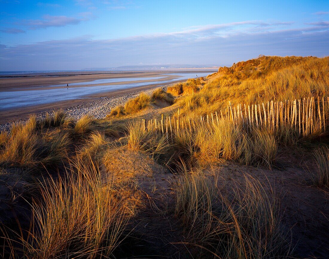 Northam Burrows sand dunes at Westward Ho!, Devon, England, United Kingdom