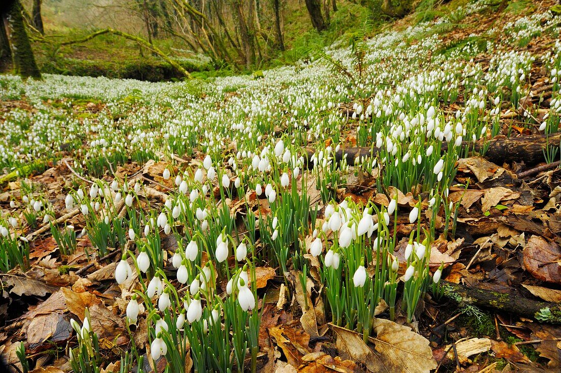 Snowdrops in late winter in Snowdrop Valley near Wheddon Cross on Exmoor in Somerset England