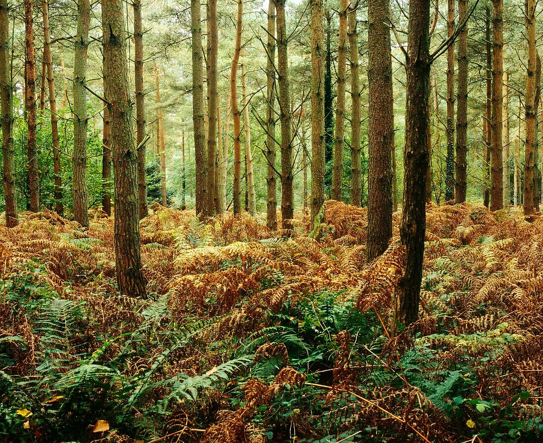 Pine trees surrounded by bracken in Wrington Warren woodland near Wrington, Somerset, England, United Kingdom