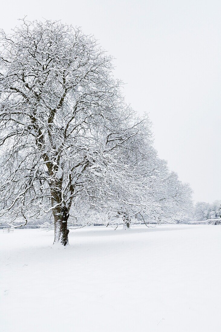 Trees in the countryside after overnight snow Wrington, Somerset, England, United Kingdom