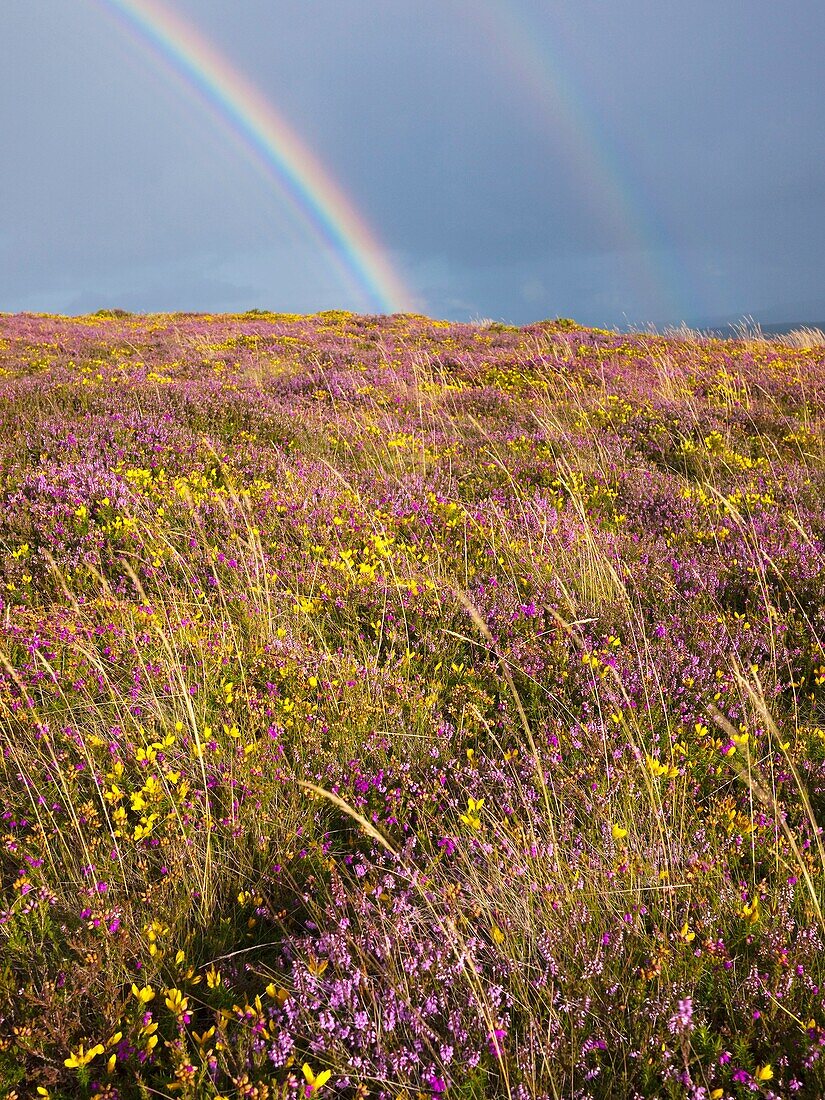 August, Britain, British, Calluna Vulgaris, Cloud, Clouds, Cloudy, Country, Countryside, England, English, Europe, European, Exmoor, Flower, GB, Gorse, Great Britain, Heather, Hills, Landscape, Landscapes, Many, Moor, Multiple, National Park, Rainbow, Rur
