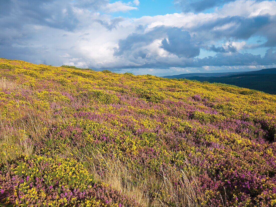 Heather, Bell Heather and Western Gorse in flower at Selworthy Beacon in the Exmoor National Park, Selworthy, Somerset, England.