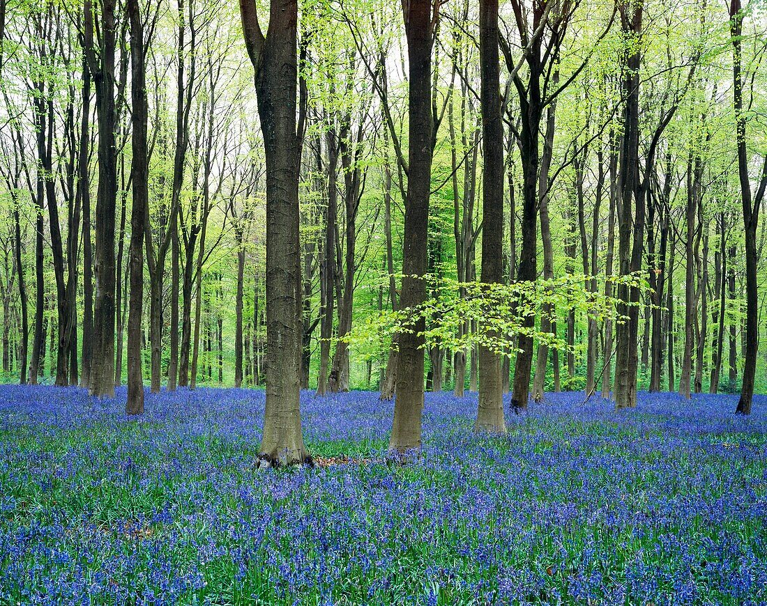 Bluebells in May at West Woods near Marlborough, Wiltshire, England, United Kingdom