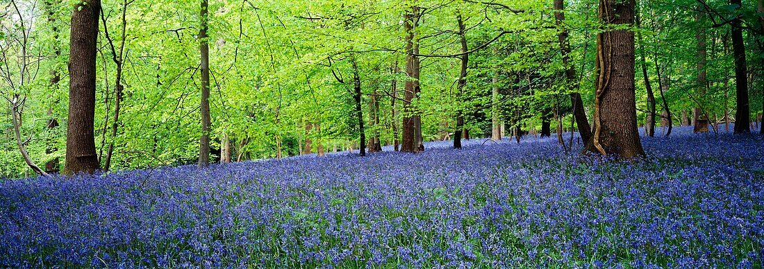 Bluebells in May in the Forest of Dean Gloucestershire, England, United Kingdom