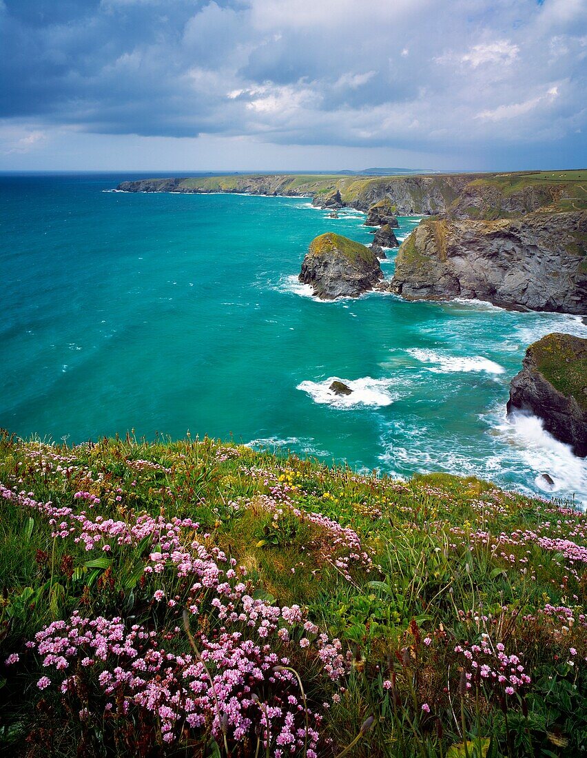 Spring flowers on the Carnewas cliff top overlooking Bedruthan Steps on the North Cornwall Coastline near Newquay, Cornwall, England, United Kingdom