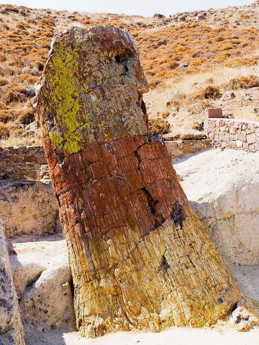 petrified forest, lesbos island, north west aegean, greece, europe