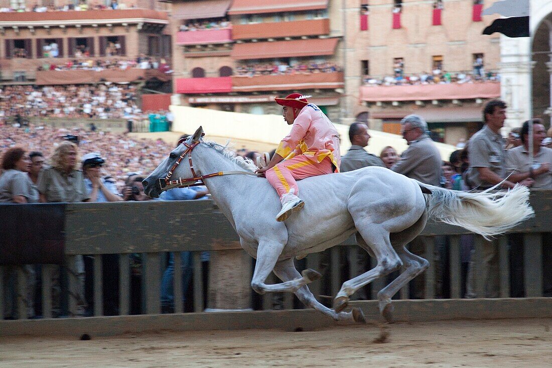 contrada of the ram, palio of siena, siena, tuscany, italy, europe