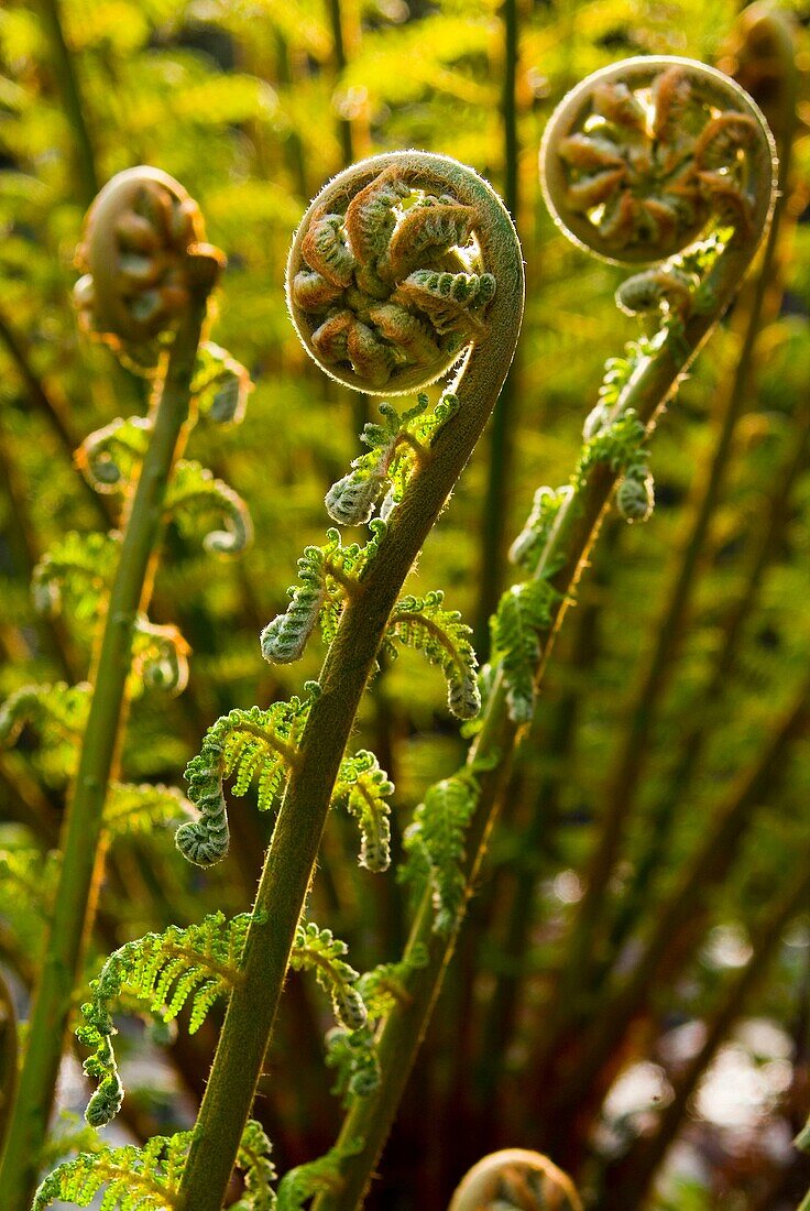 Antipodean tree fern Dicksonia Antarctica native to Australia and New Zealand