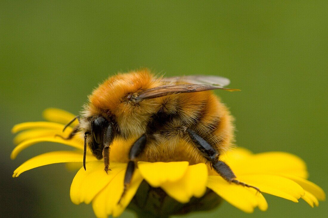 Brown-banded carder bee, Bombus humilis Pontevedra, España