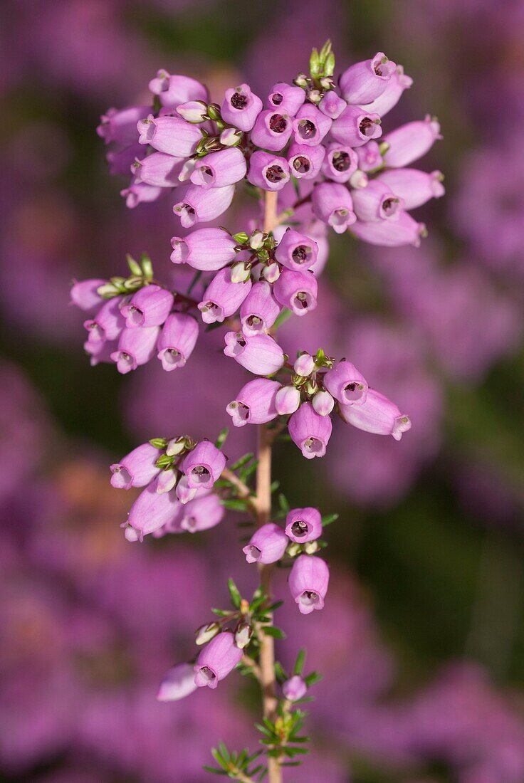 Bell heather, Erica cinerea Pontevedra, España