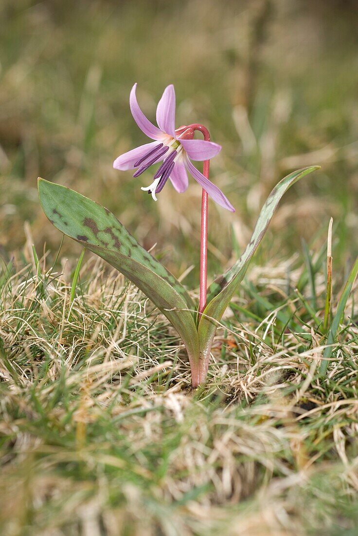 Dog's tooth violet or Dogtooth violet Erythronium dens-canis Pontevedra, España