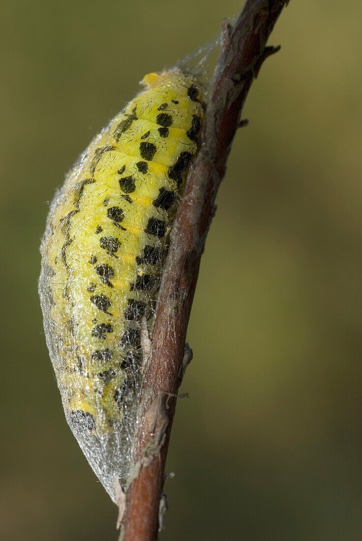 Caterpillar of the Five spot Burnet Zygaena trifolii