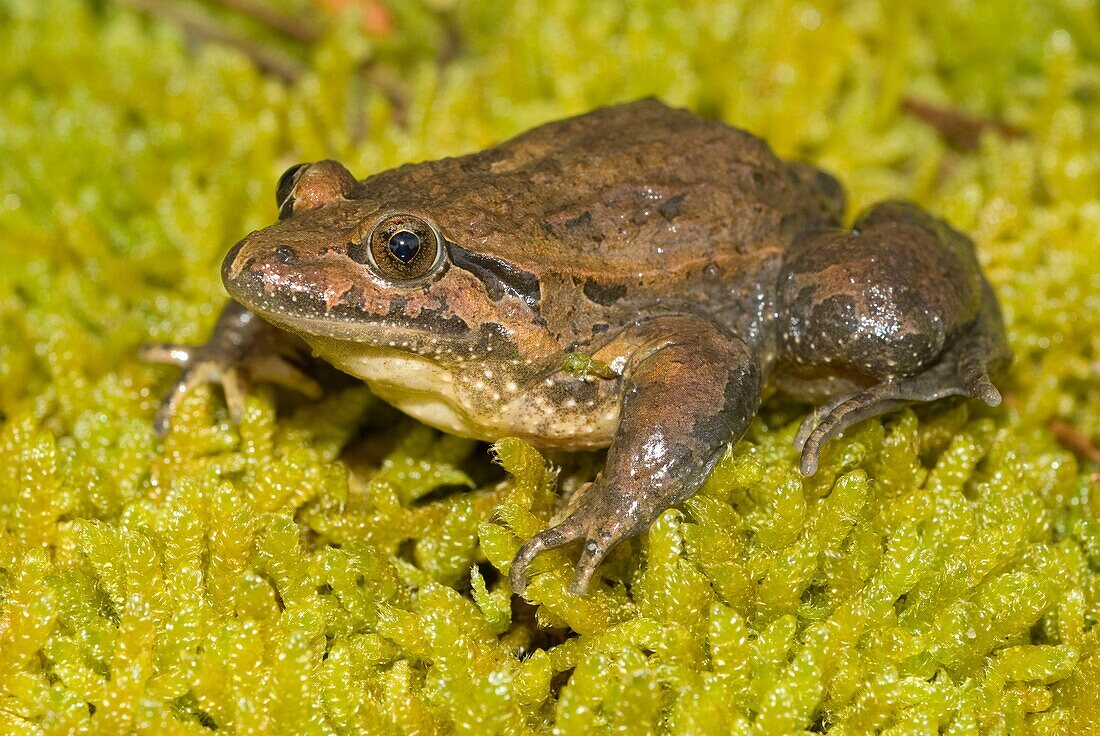 Iberian painted frog Discoglossus galganoi