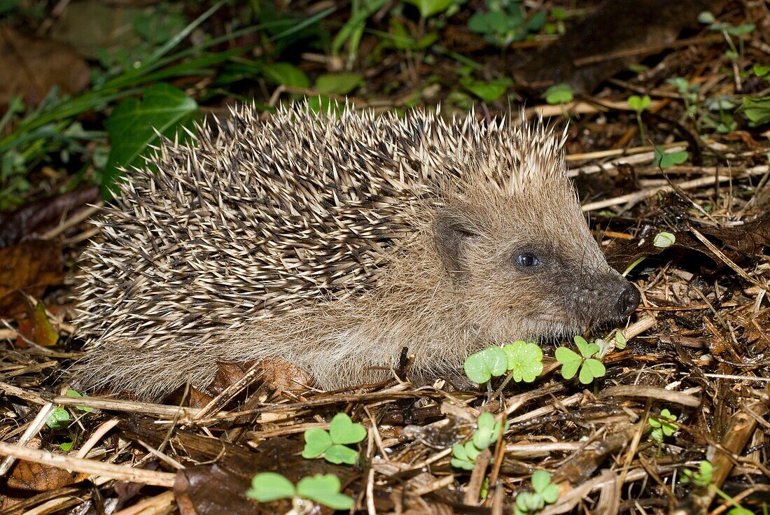 European hedgehog Erinaceus europaeus