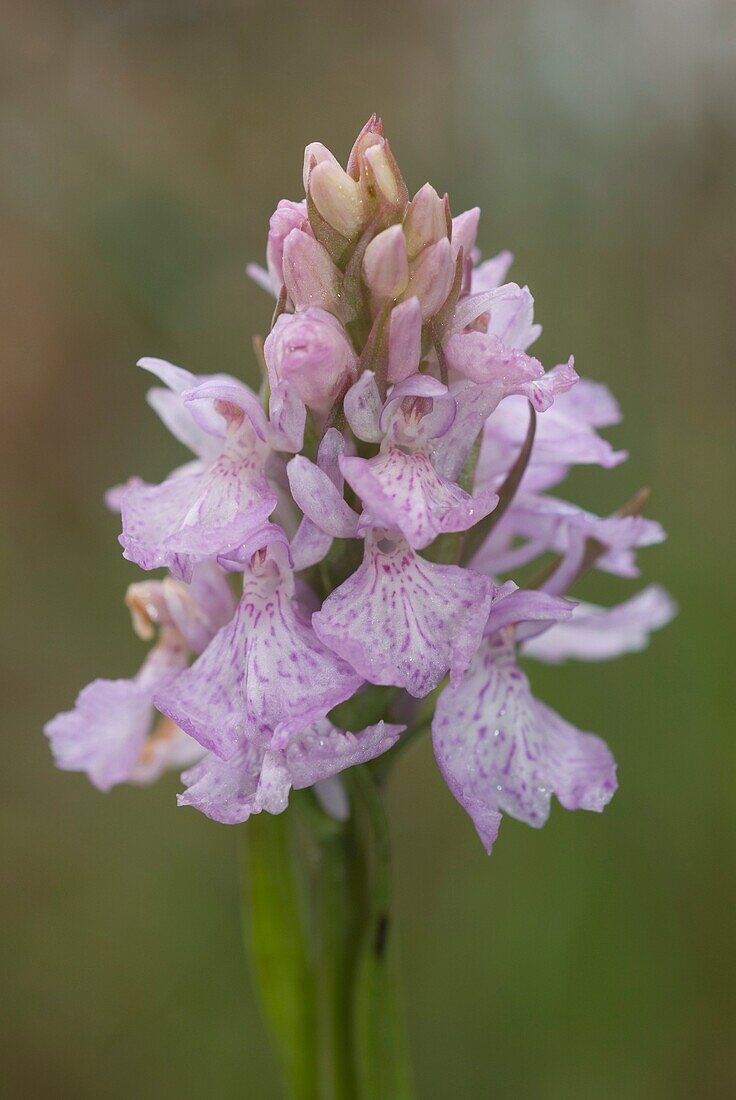Heath Spotted Orchid or Moorland Spotted Orchid Dactylorhiza maculata