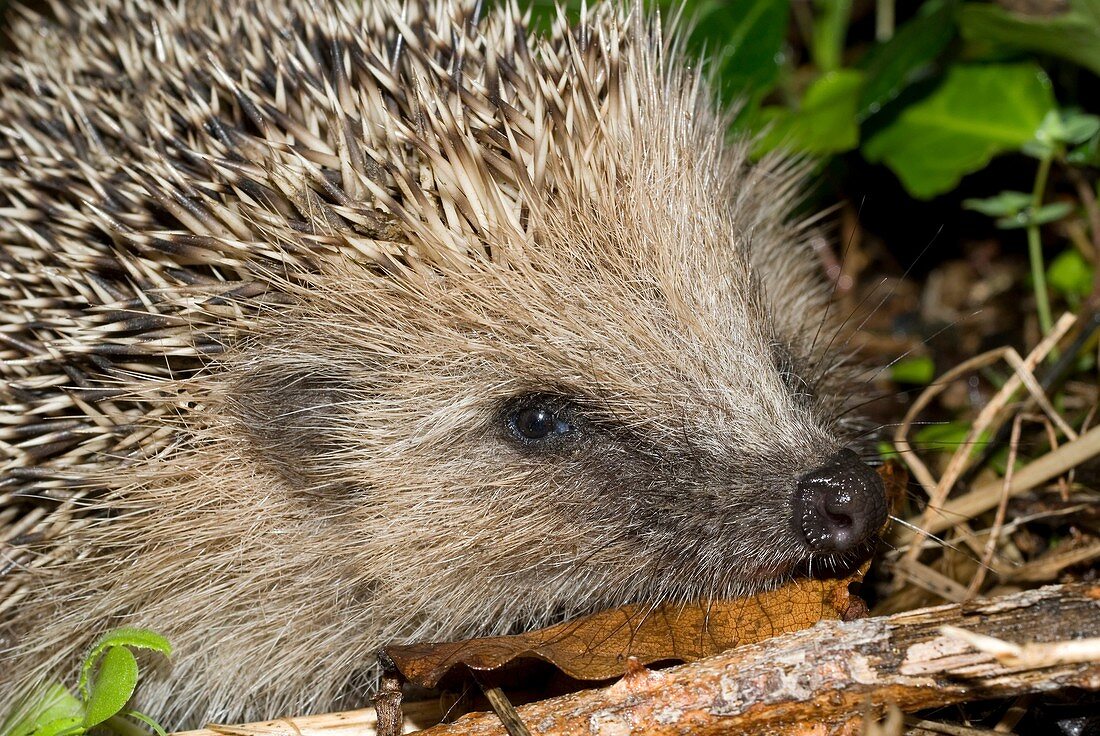 European hedgehog Erinaceus europaeus