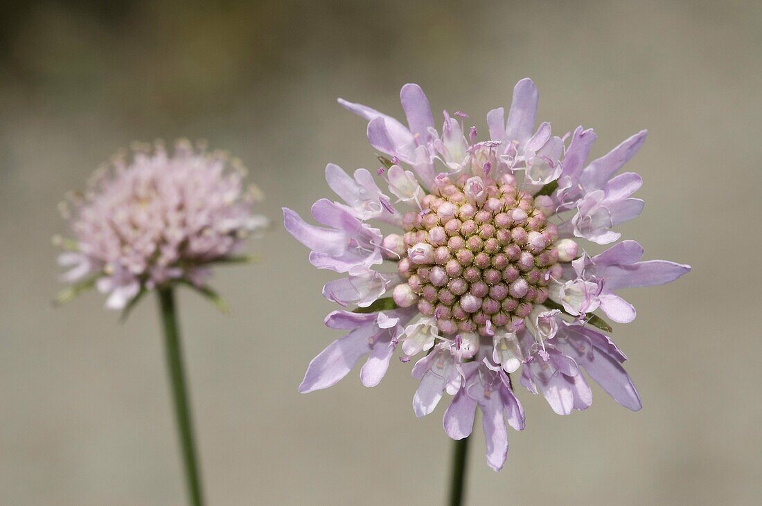 Small scabious Scabiosa columbaria