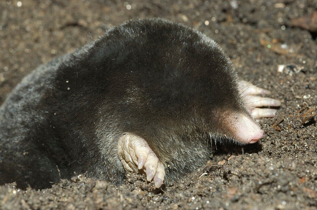 Iberian blind mole Talpa occidentalis Captive
