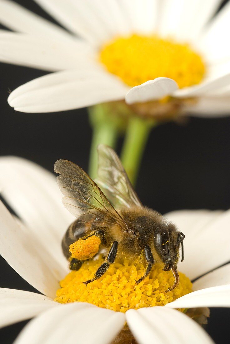 Honey bee Apis mellifera