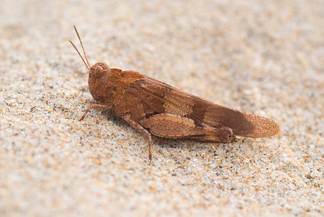Grasshopper Oedipoda sp on sand dunes