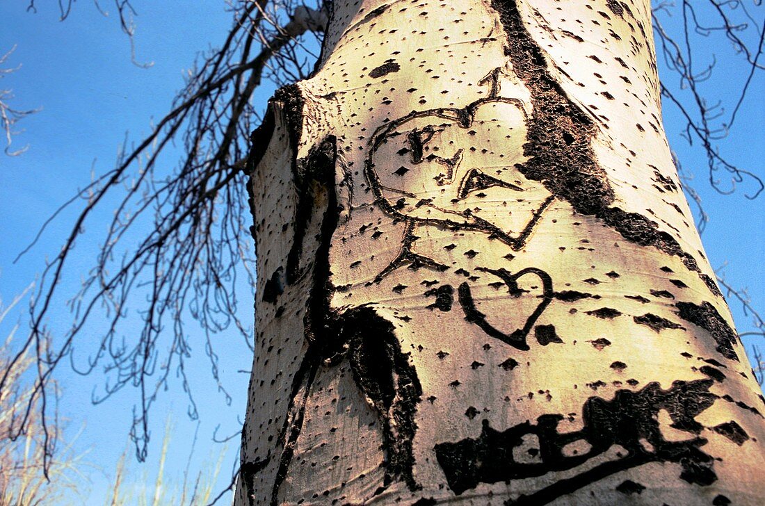 tree trunk carved with hearts and names