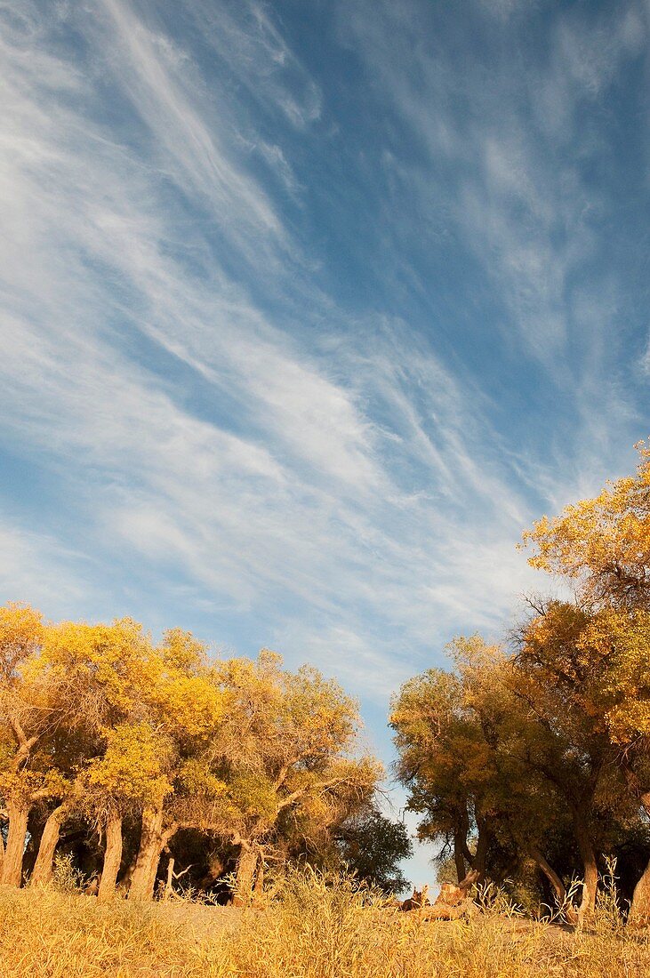 In October 2009, China's Inner Mongolia Autonomous Region EJINAQI, Populus euphratica