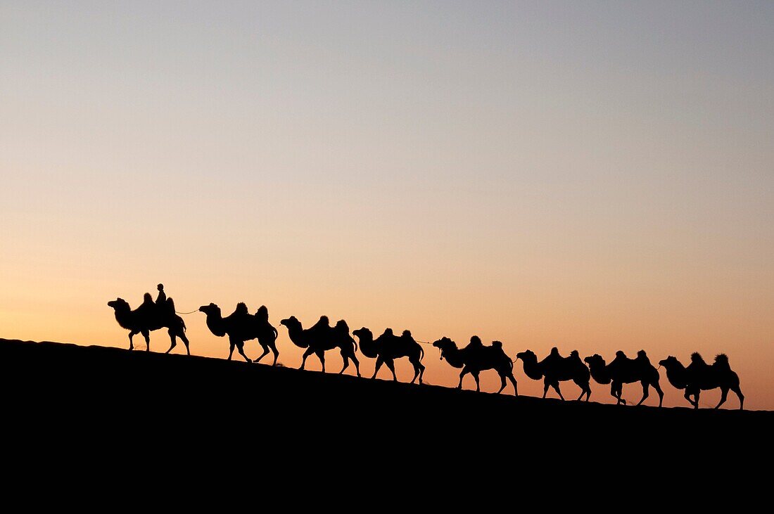 In October 2009, China's Inner Mongolia Autonomous Region EJINAQI, camel train